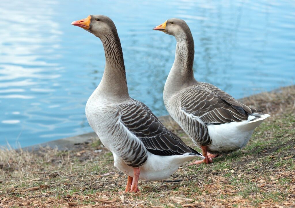 Paul Gordon and his wife are just two geese on the shore.